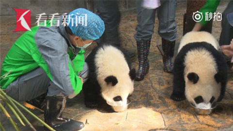 [新闻]171025 胡歌变身“奶爸” 与熊猫亲密互动超有爱