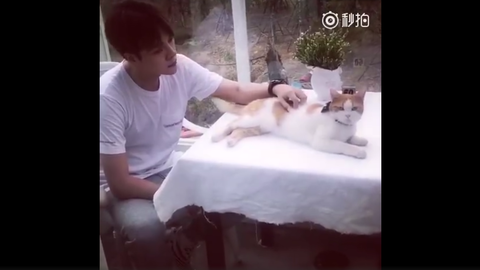 [新闻]171113 徐海乔上手撸猫 又是人不如猫系列！