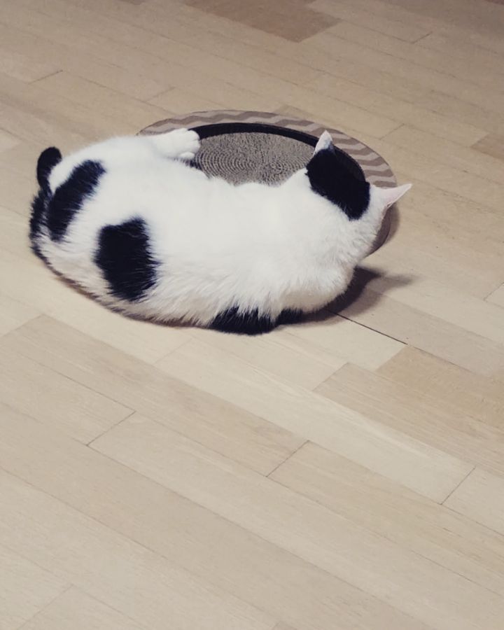 [新闻]180701 猫奴日常 敏赫晒爱宠可以玩一天