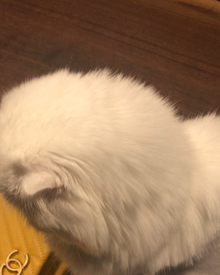 [新闻]180731 晒猫狂人朴信惠上线 欣赏一下可爱又漂亮的布偶猫