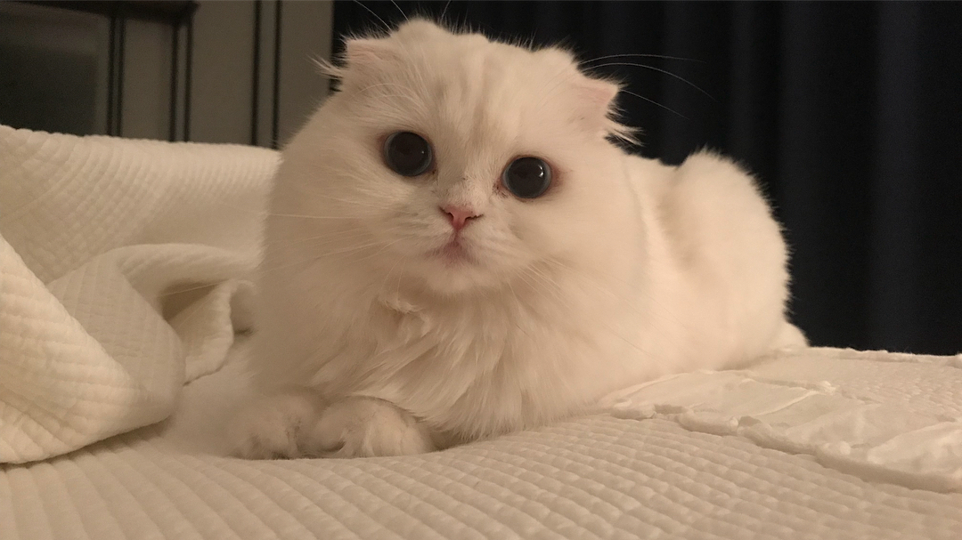 [新闻]180912 晒猫狂魔朴信惠上线 当之无愧的最暖心铲屎官