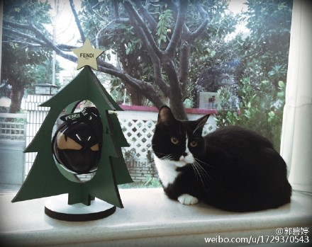 [分享]151226 郭碧婷晒宠物猫 网友争当”小怪物“