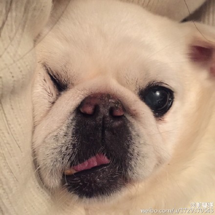 [分享]160207 郭碧婷微博晒狗脸祝福大家新年快乐