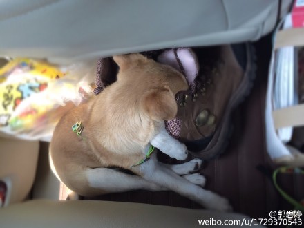 [分享]160316 郭碧婷晒狗狗显好心情
