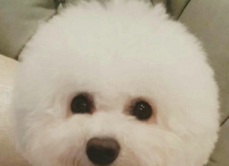 [新闻]160624 宋慧乔更新ins 晒爱犬比熊小粉红