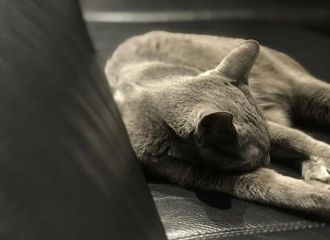 [分享]181220 猫奴金明洙再次上线！ins分享星儿近况 