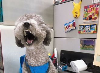 [分享]190726 没想到吧！连金洁柔都有傻冒员工证...