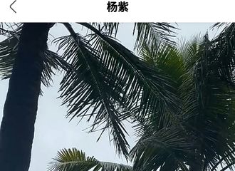 [新闻]191230 抱紧我方小猴紫 杨紫发来明信片邀你感受海风威力