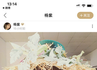 [新闻]200613 终于等到杨老师发自拍啦！ 小卷发+花帽子=小仙紫